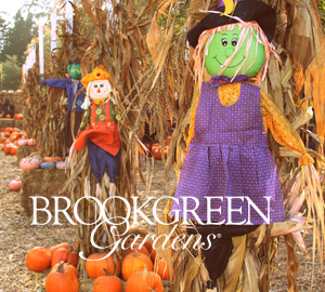 scarecrows, pumpkins and corn maze