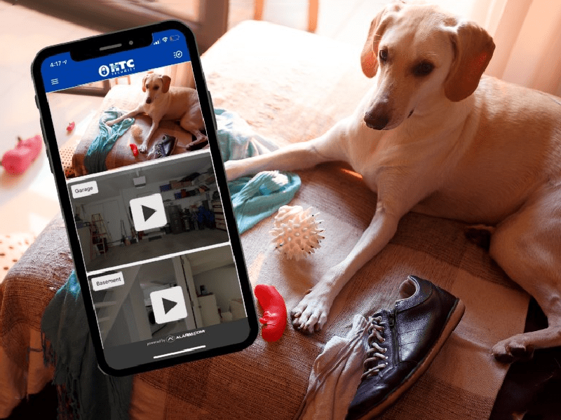 Phone security showing dog.