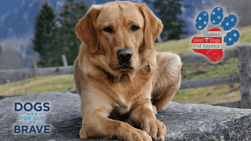 HTC Donates to the Dogs for our Brave and Diabetic Alert Dogs of America