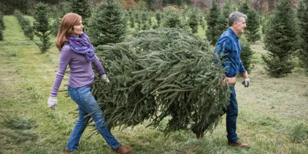 Man and a woman carrying a Christmas tree