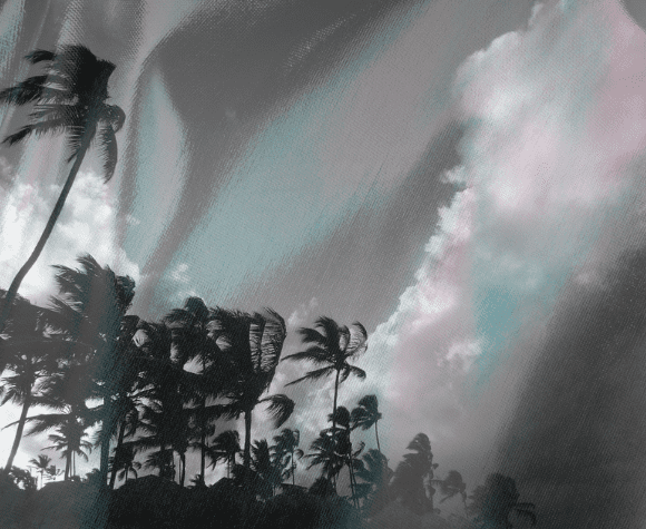 Storm blowing palm trees