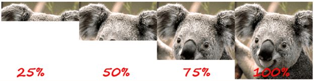 An image of a slowly loading koala 