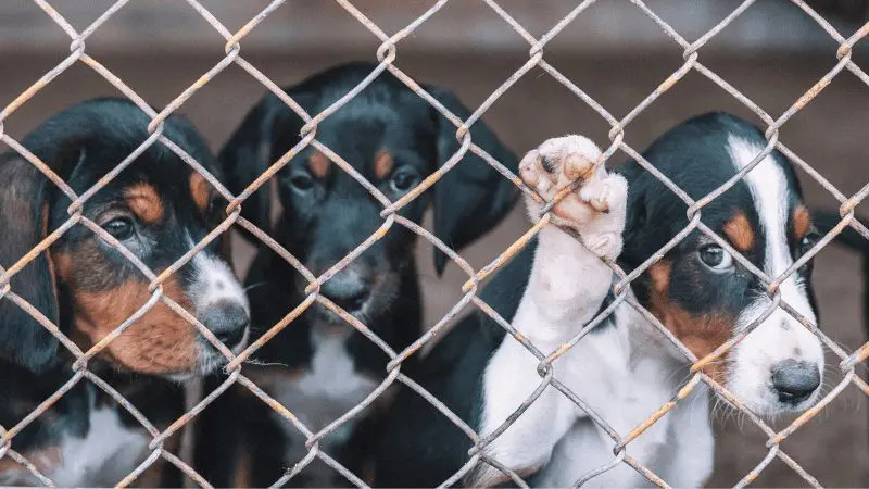 Sad puppies at an animal shelter