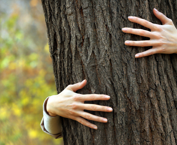 Person hugging a tree