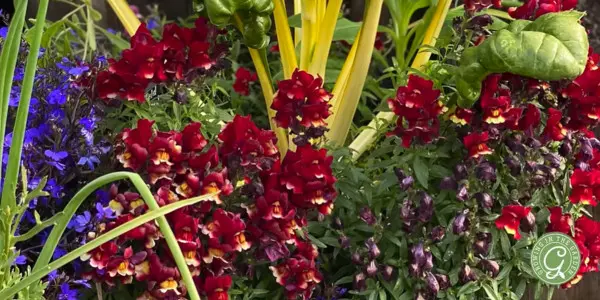 container garden of swiss chard