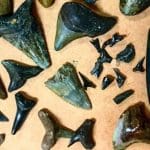 display of shark teeth