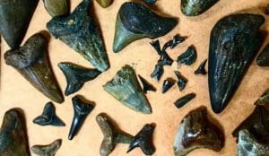 display of shark teeth