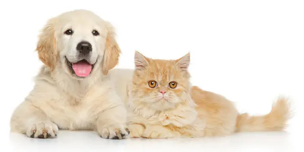 happy dog and cat looking at camera.